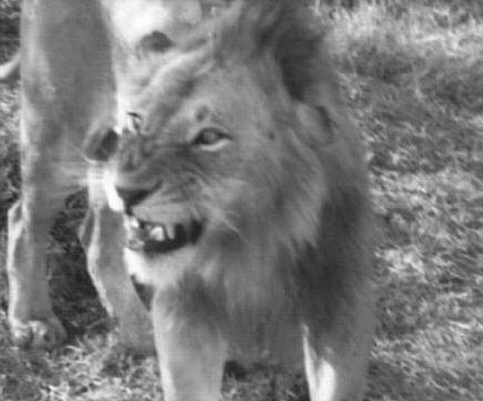 15. Bob Loved Game Photography